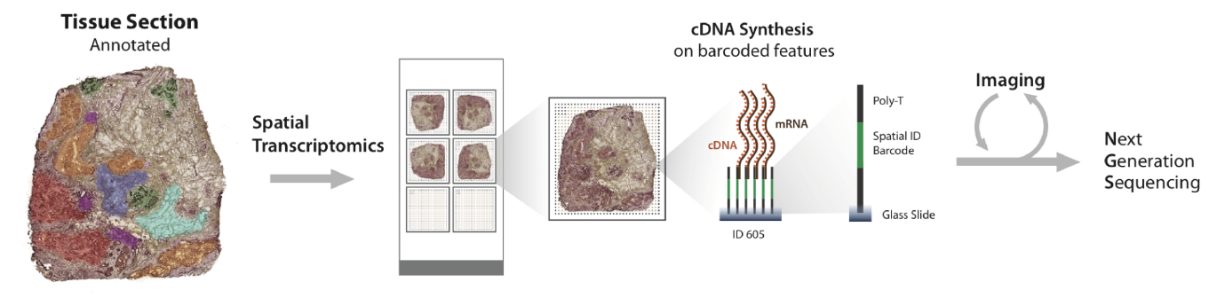 Single Cell Atlas 